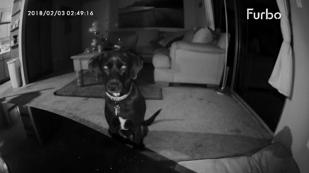 Night vision view from the Furbo Camera is really good. 