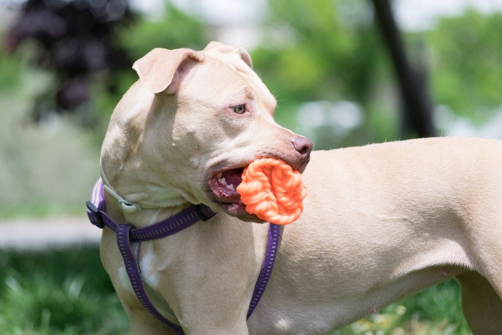 indestructible dog toys for pit bulls